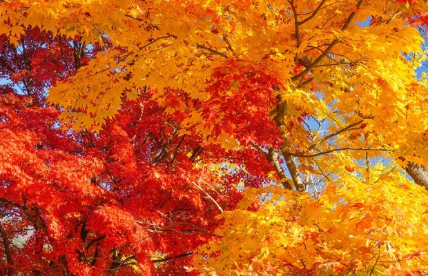 October Yard & Garden-Feature (maples with fall color)