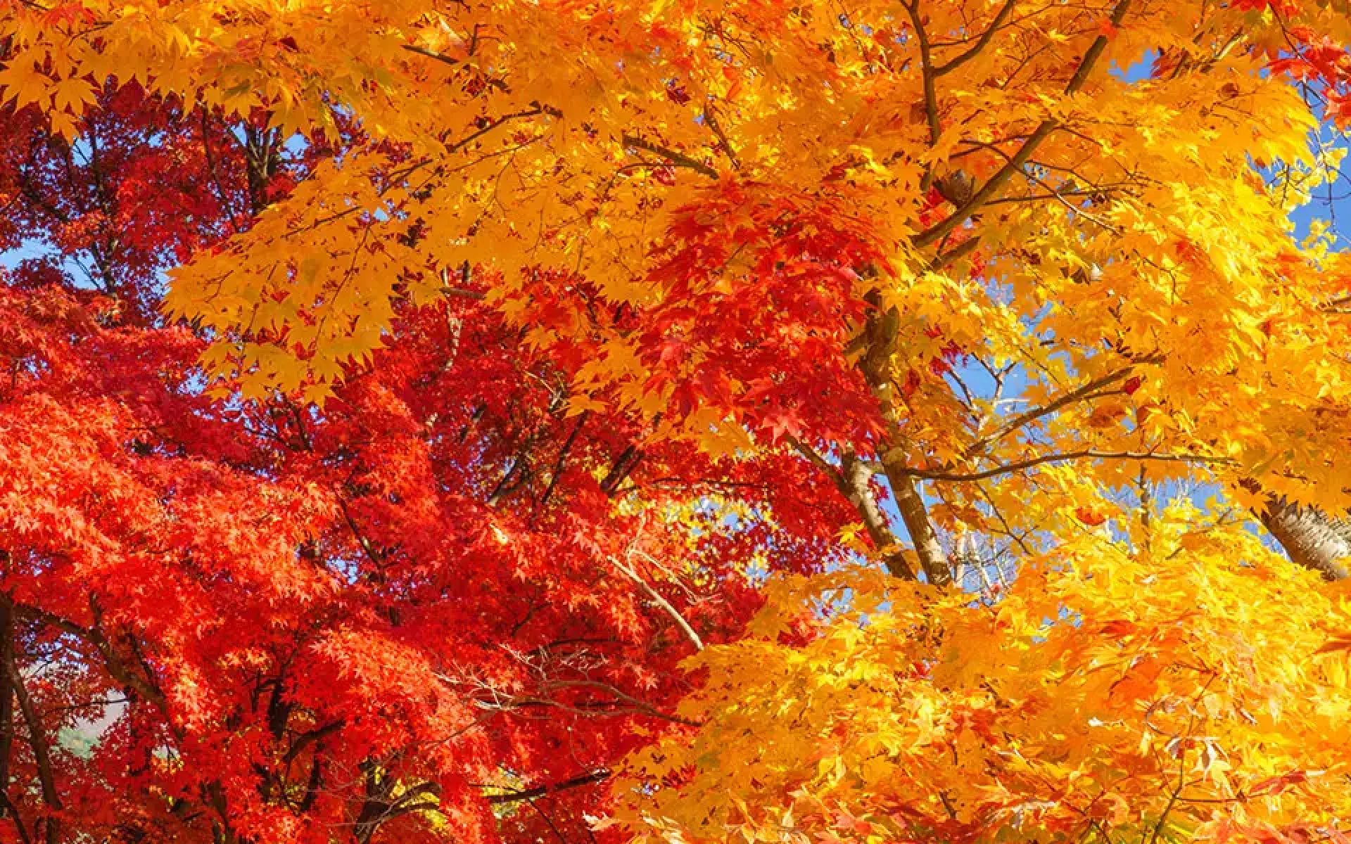 October Yard & Garden-Feature (maples with fall color)