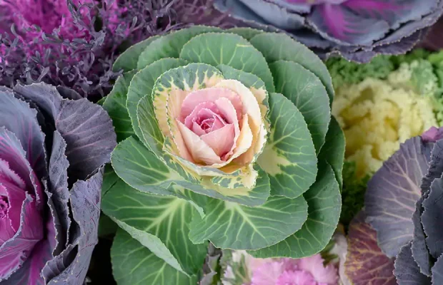 Ornamental Kale and Cabbage-feature