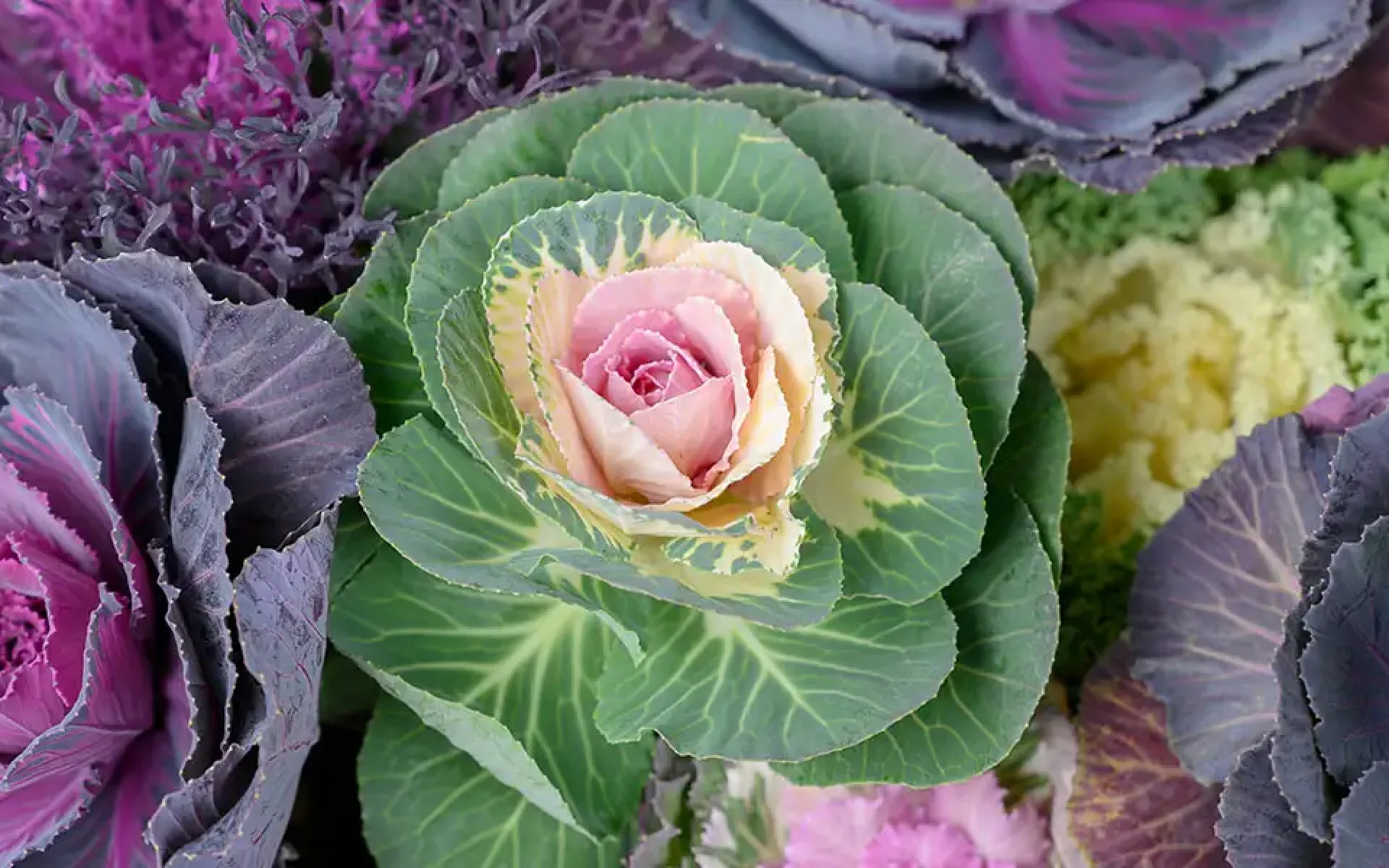 Ornamental Kale and Cabbage-feature