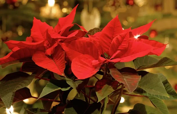 Plants for Holiday Celebrations-featured image