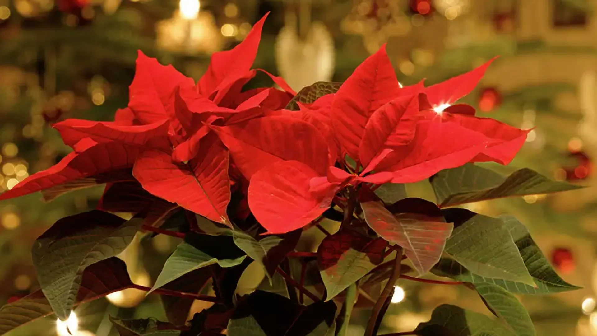 Plants for Holiday Celebrations-featured image