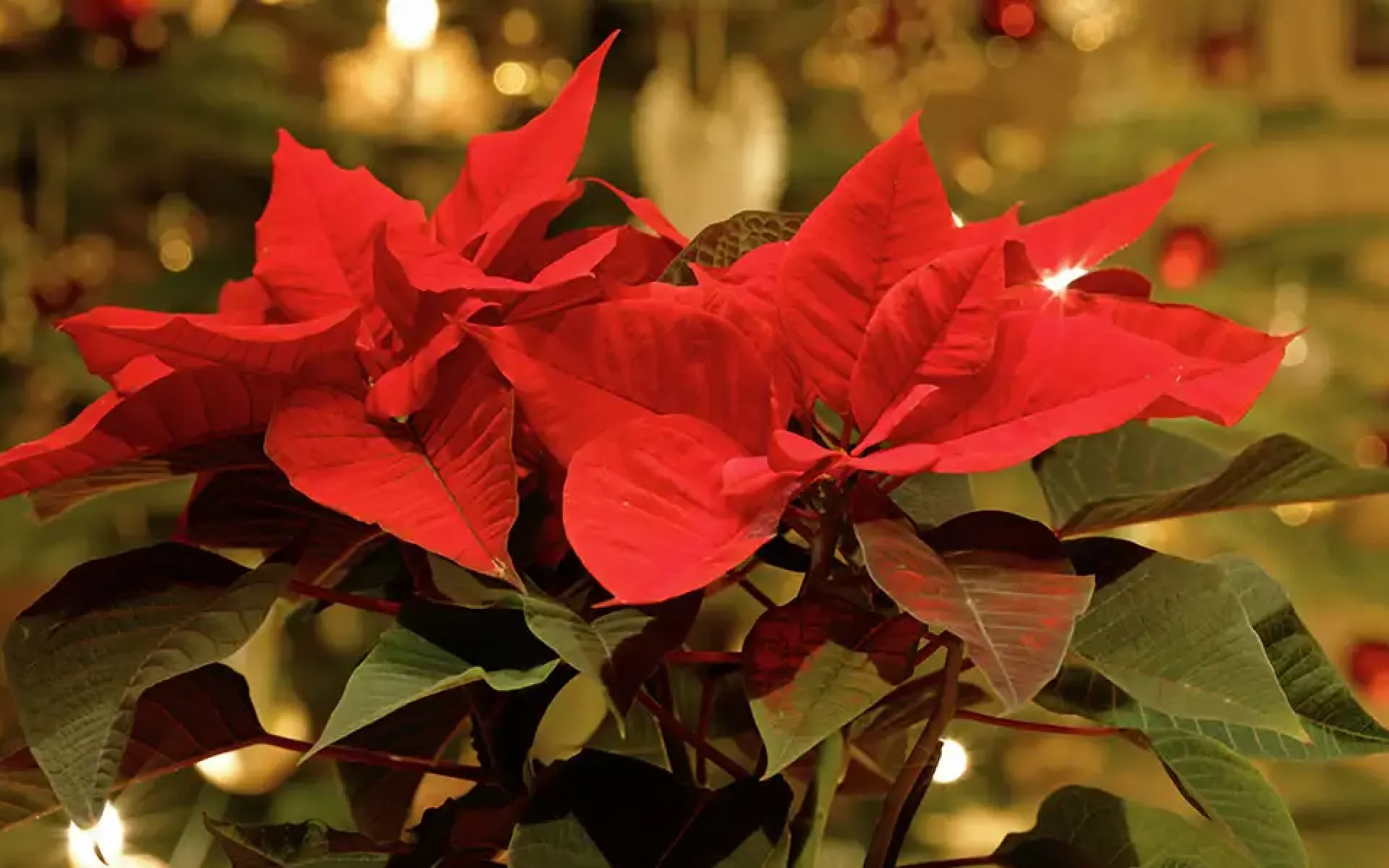 Plants for Holiday Celebrations-featured image