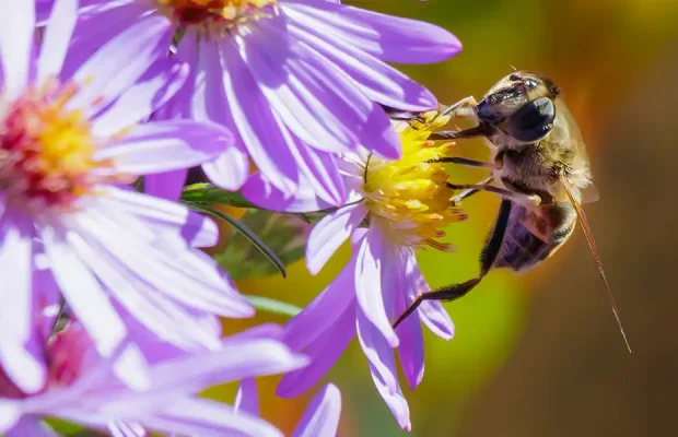 Pollinator Haven-featured image
