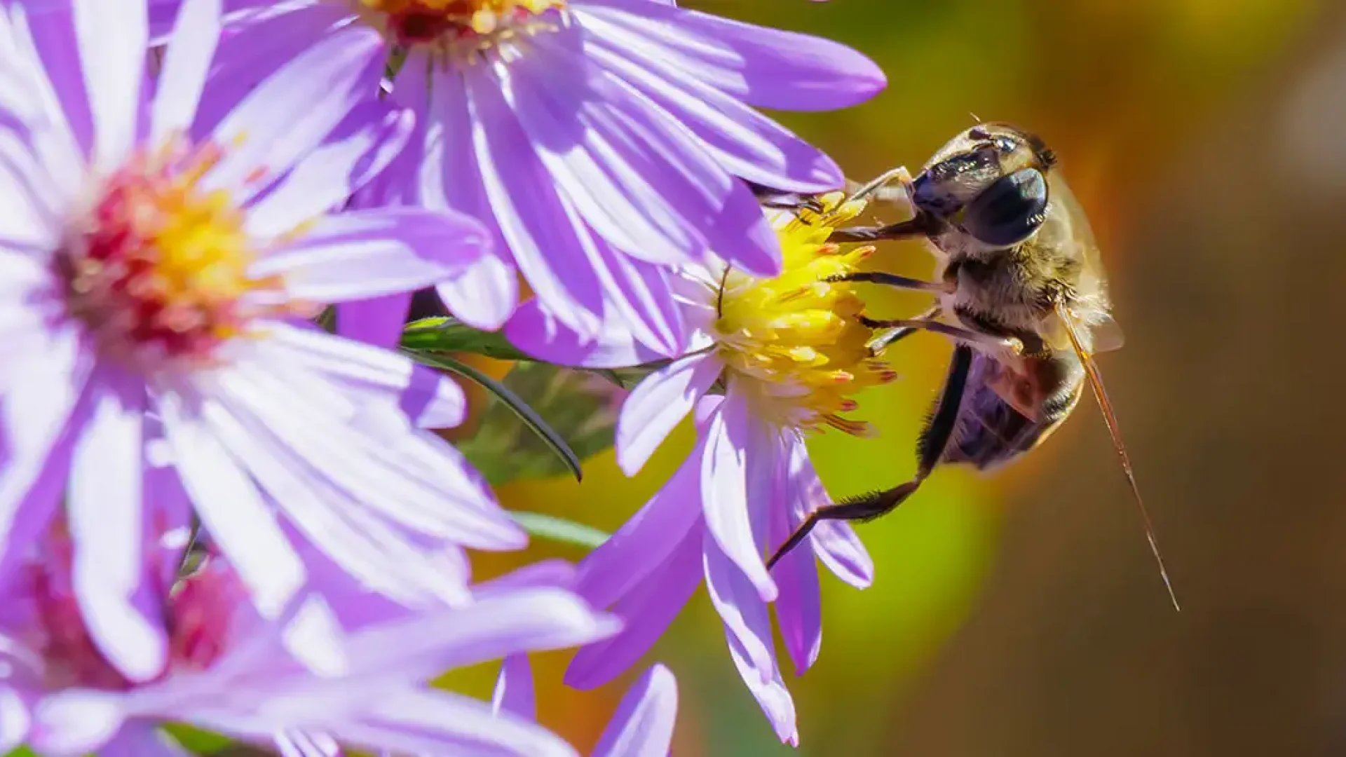 Pollinator Haven-featured image