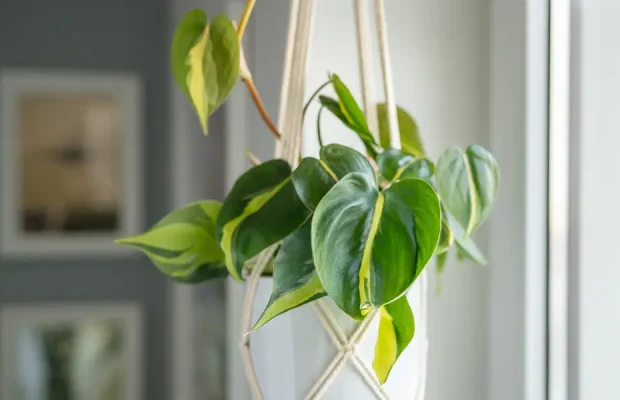 Pothos-Hanging-Container-2424289759