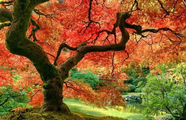 Seasonal-Interest- and-Statement-Trees-featured Japanese Maple