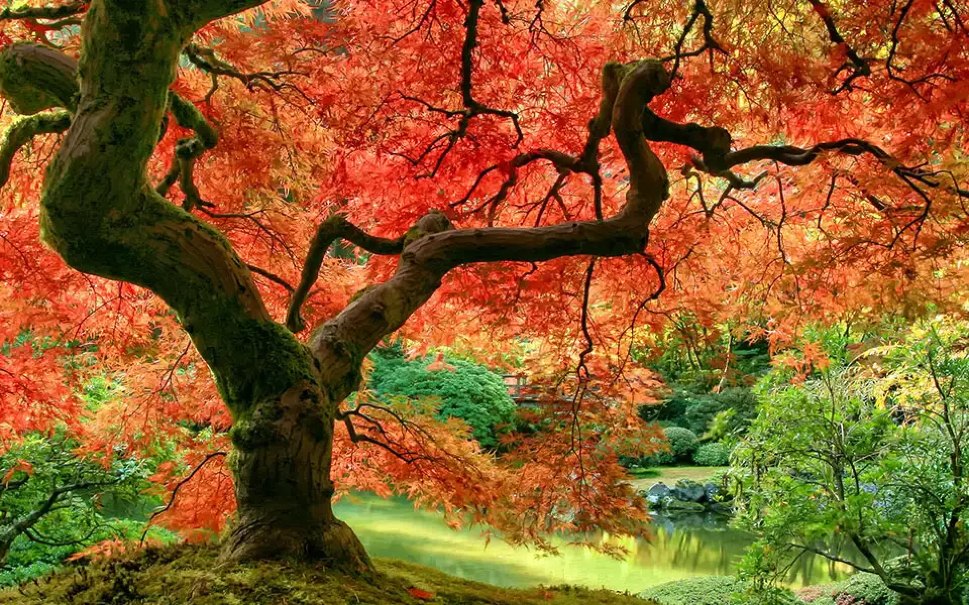 Seasonal-Interest- and-Statement-Trees-featured Japanese Maple