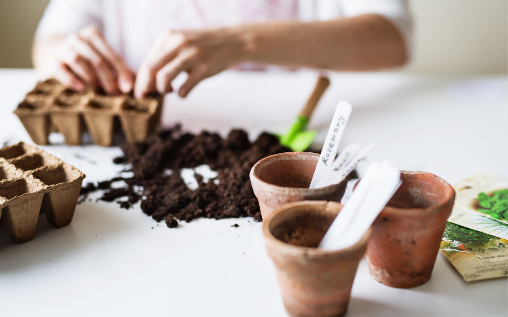 Seedlings