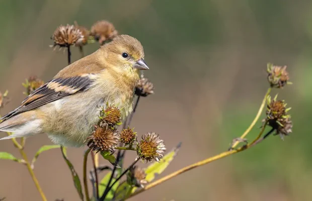 September Yard and Garden-leave some seedheads for birds like this house sparrow