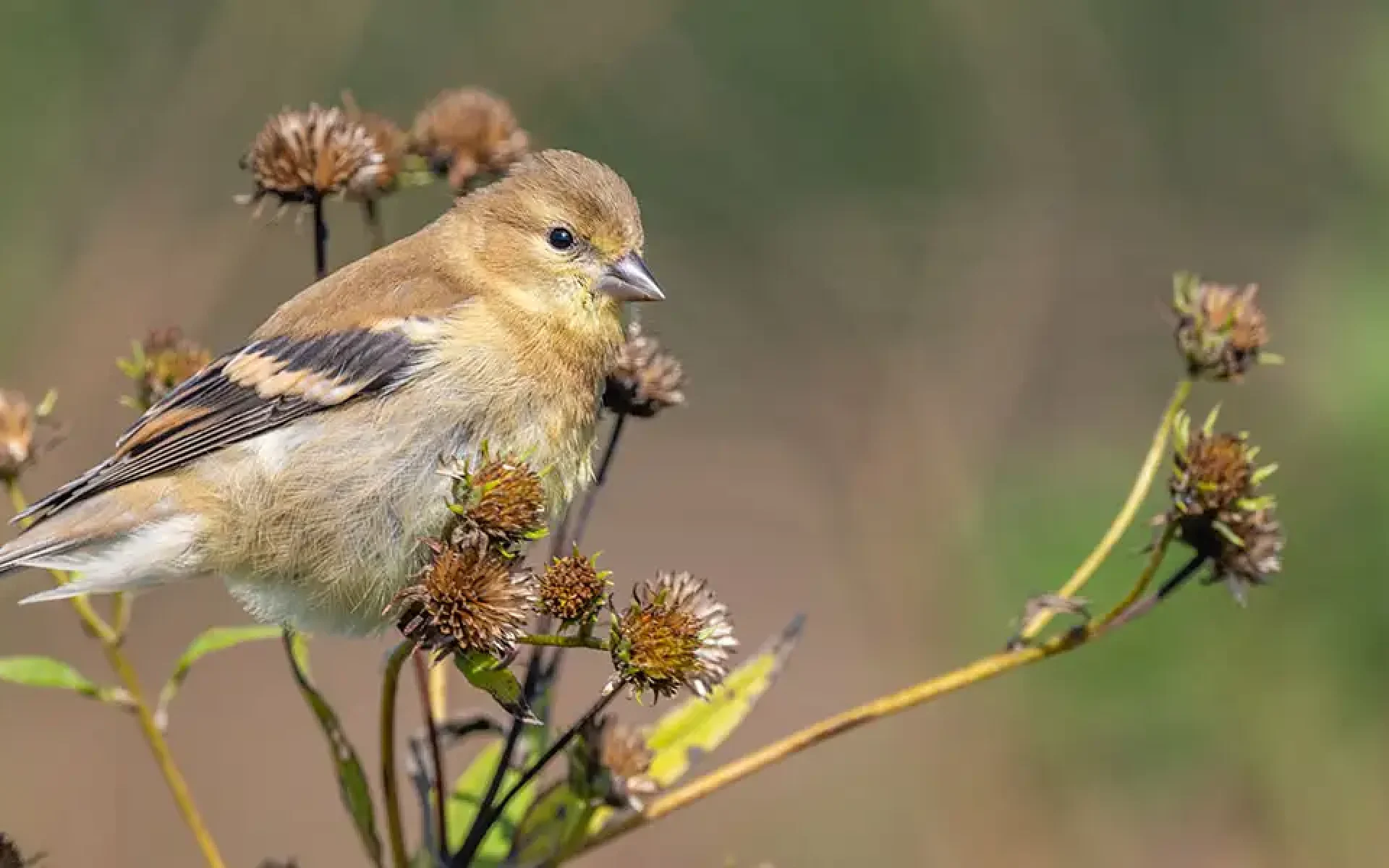September Yard and Garden-leave some seedheads for birds like this house sparrow