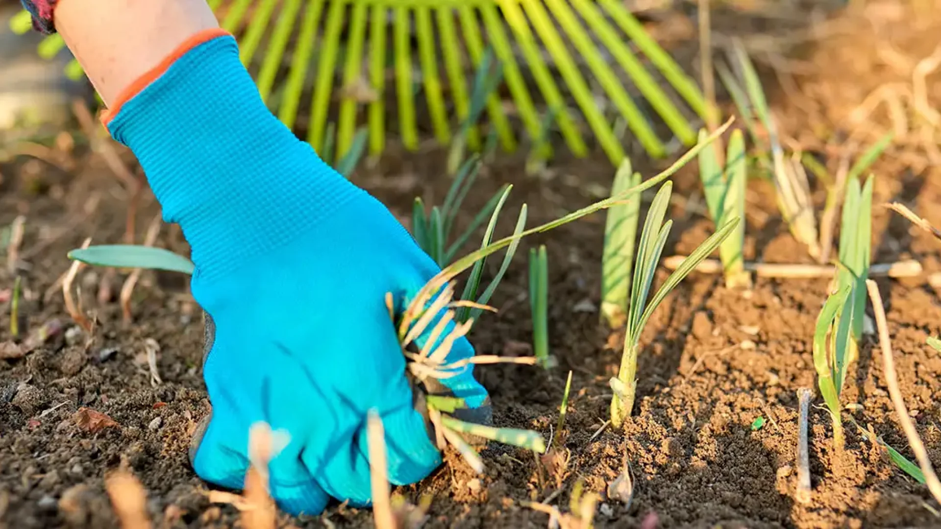 Six Tips to Prepare Your Garden for Spring-featured image