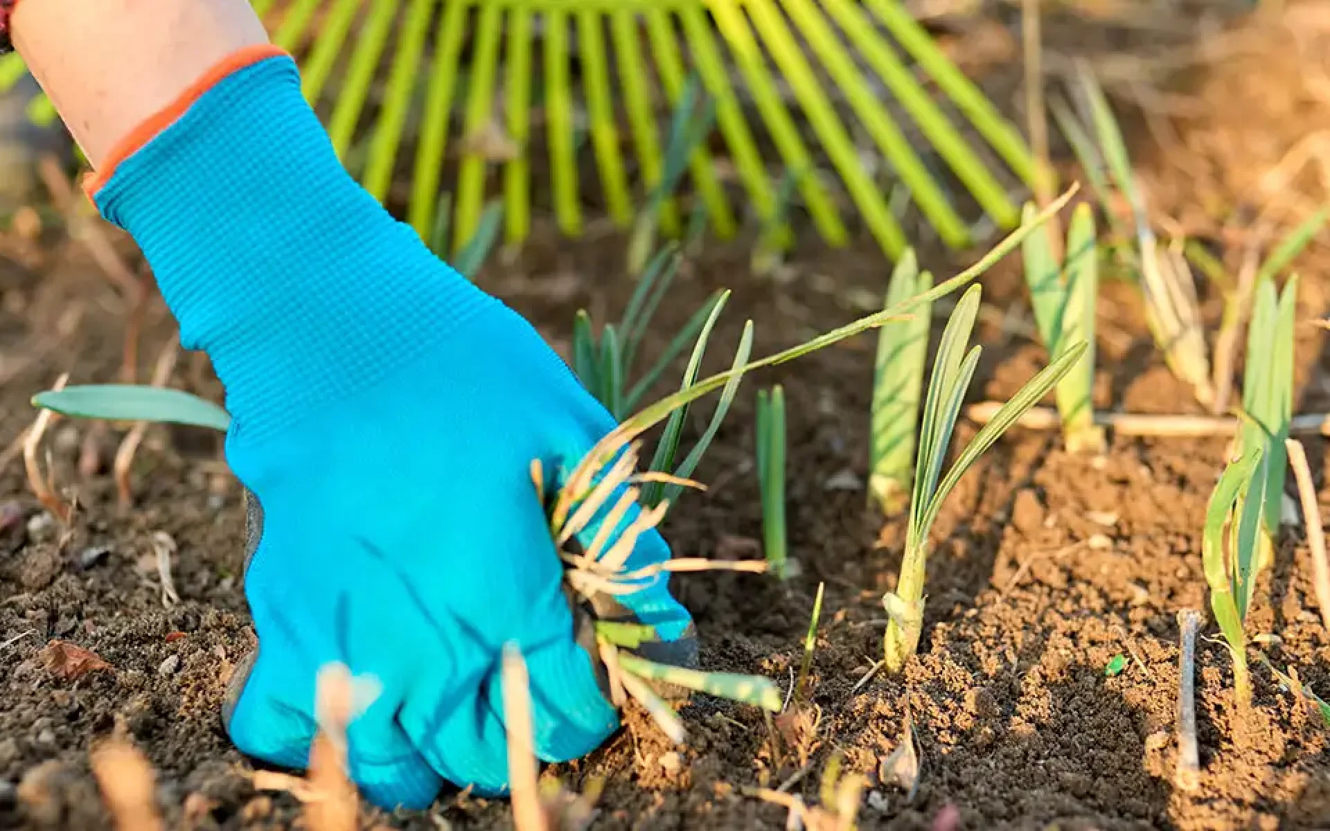 Six Tips to Prepare Your Garden for Spring-featured image