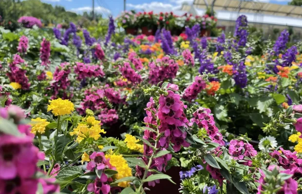 Spring-Summer-Angelonia-Snapdragon-Lantana-Annuals-Flowers