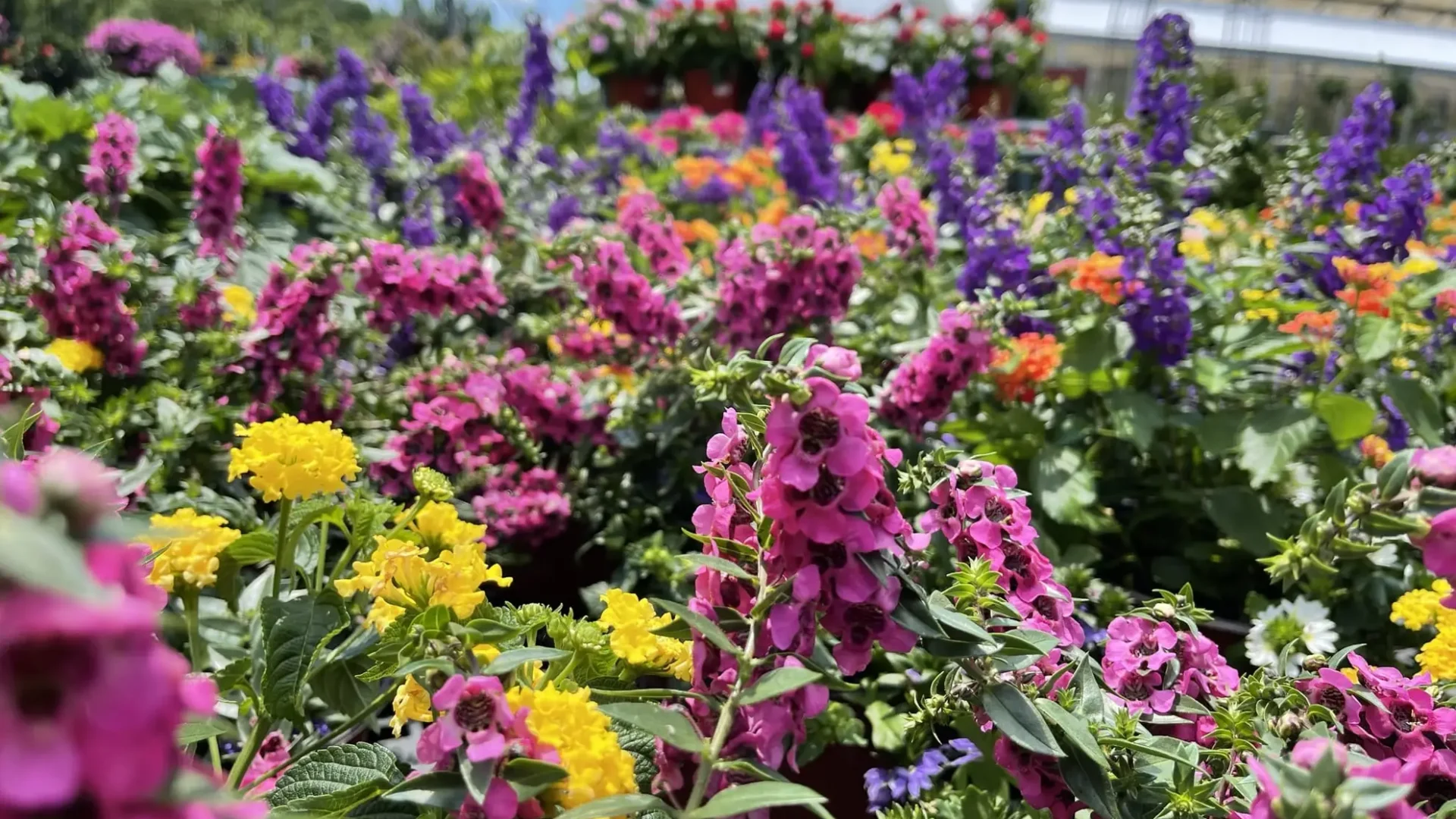 Spring-Summer-Angelonia-Snapdragon-Lantana-Annuals-Flowers