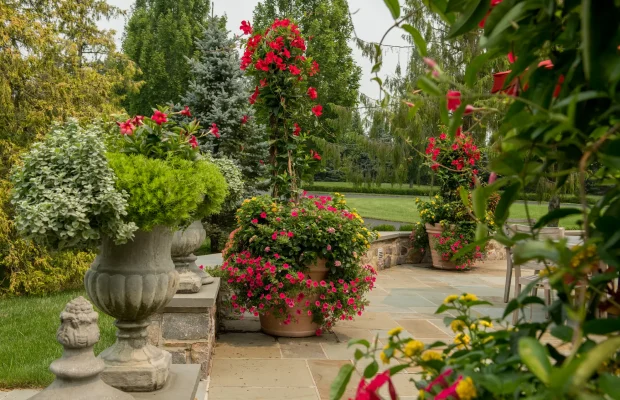 Summer-Planted-Containers-Hardscaping-Landscape-Mandevilla-Shot-2