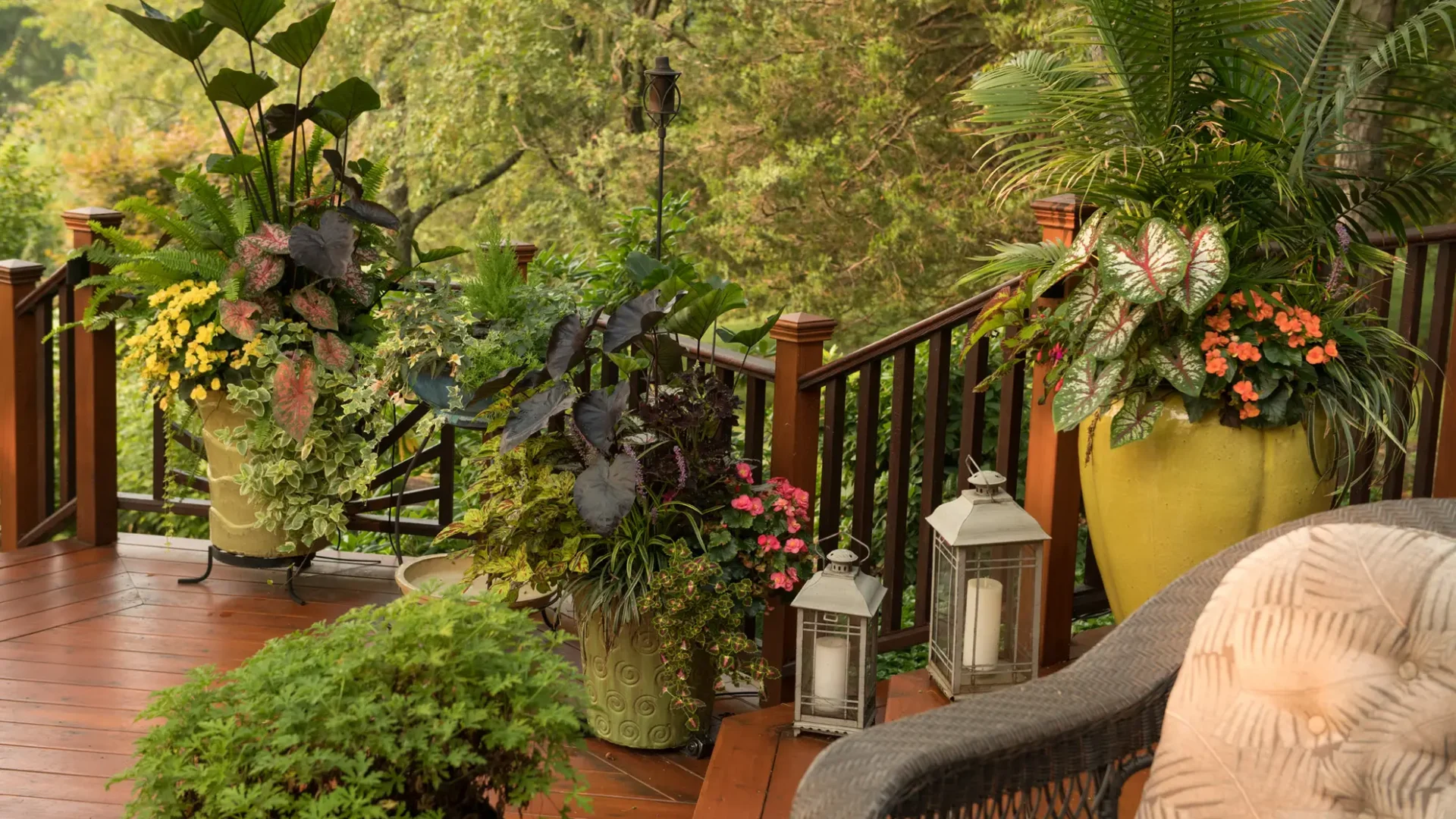 Summer-Planted-Containers-Landscape-Patio-Caladium