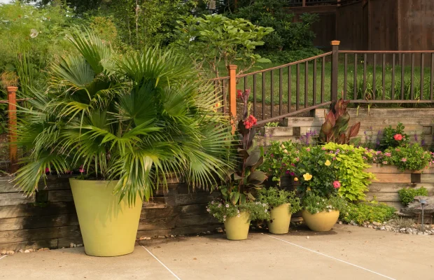Summer-Pool-Plantings-Container-Garden-Fan-Palm