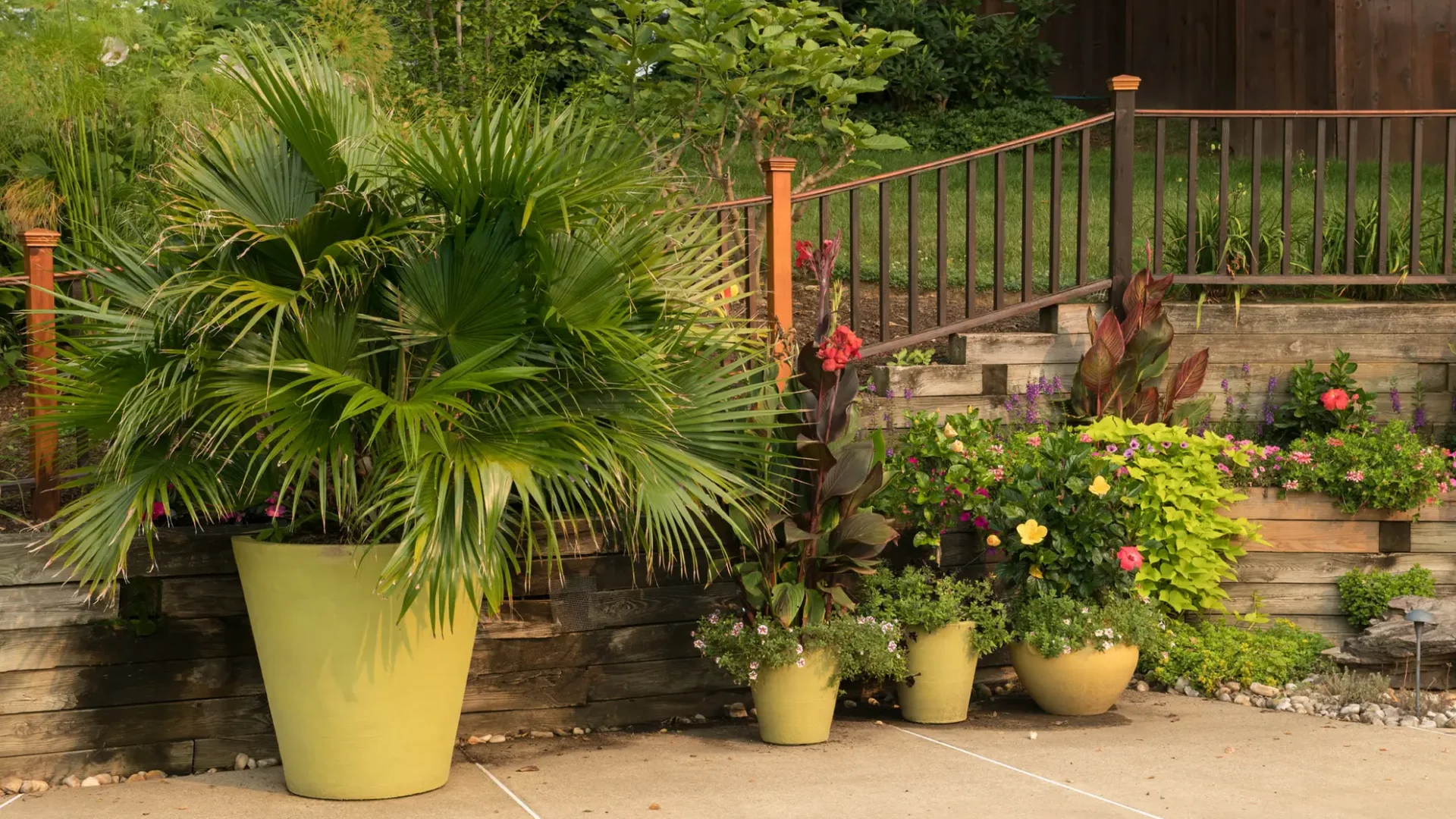 Summer-Pool-Plantings-Container-Garden-Fan-Palm