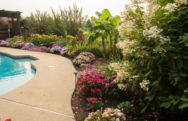Summer-Pool-Plantings-Pool-Surround-Beds-Shot-2