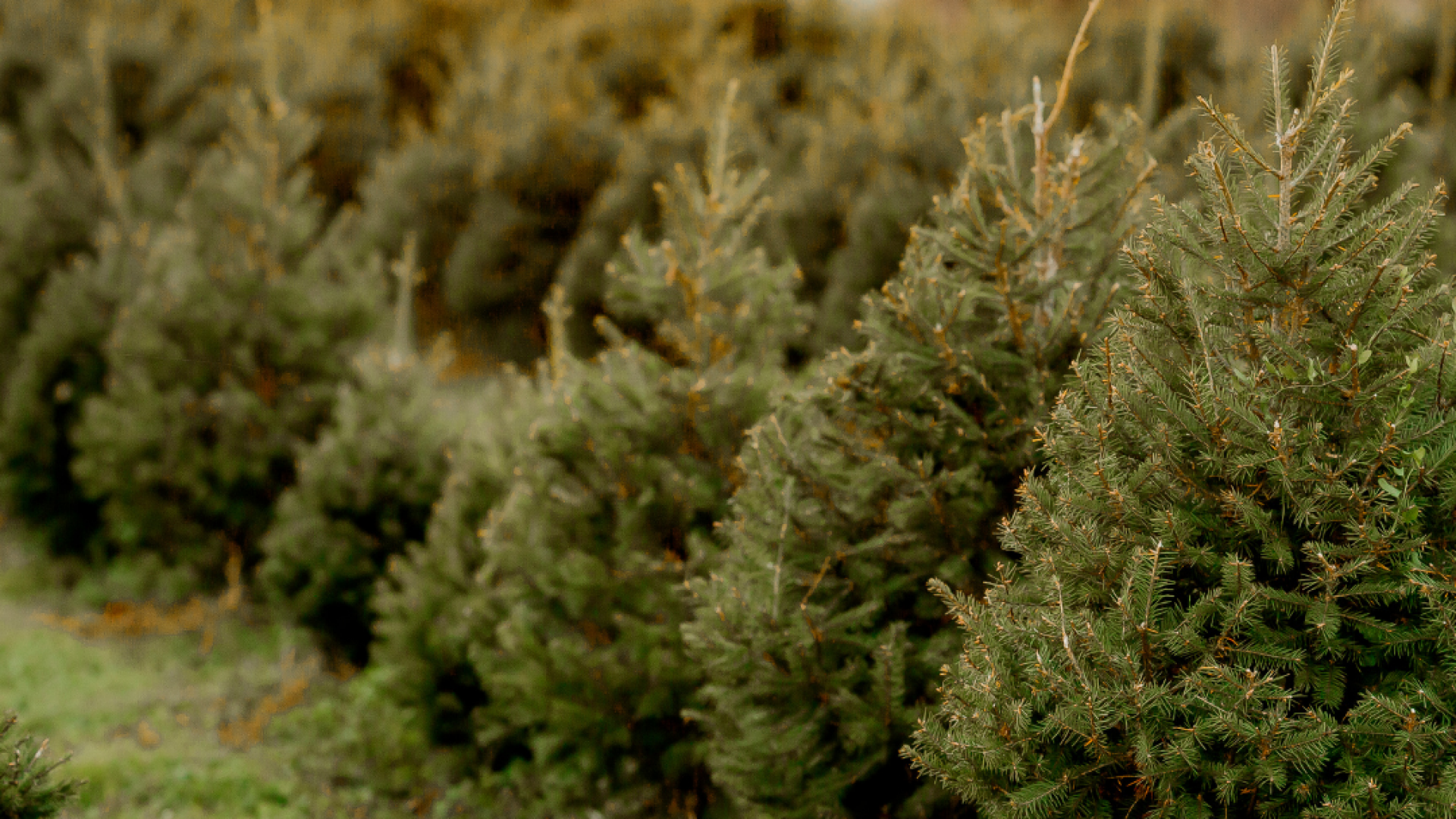 Untitled design - 2024-10-29T145046.447