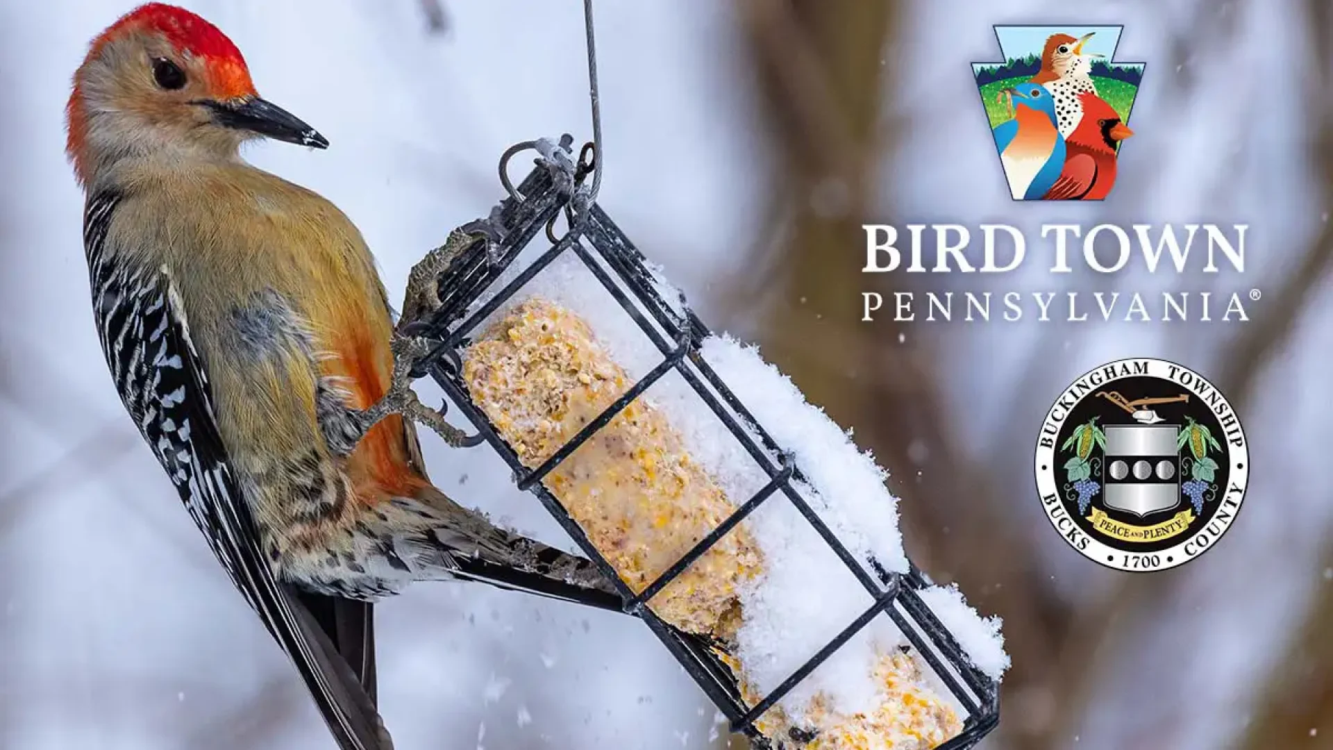 Buckingham official Bird Town Pennsylvania