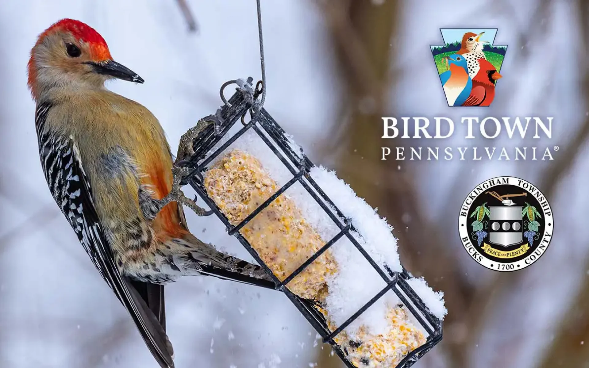 Buckingham official Bird Town Pennsylvania