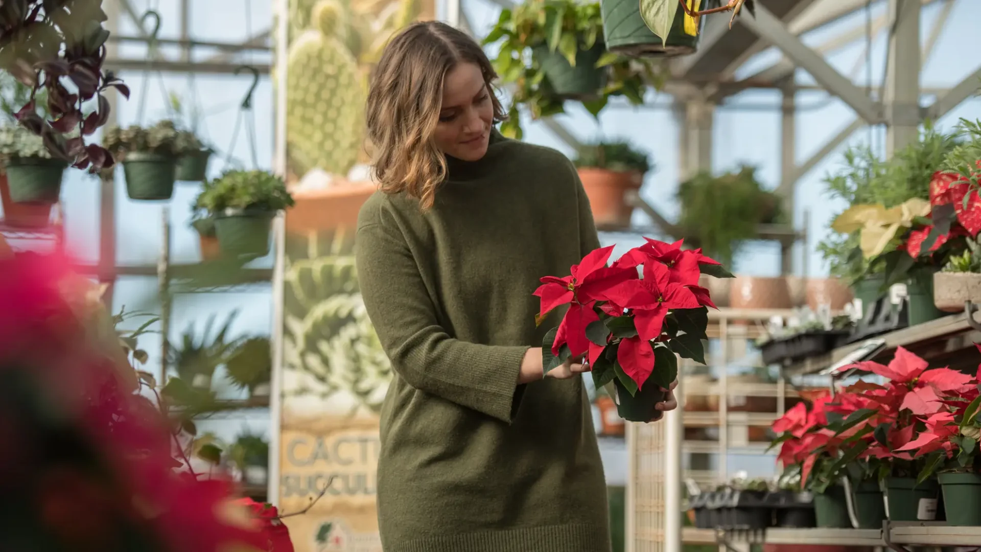 Winter-Greenhouse-Interior-Lifestyle-Poinsettia-Selection-2
