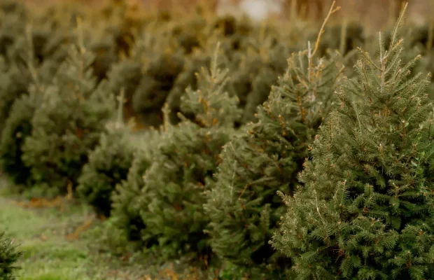 Winter-Row-of-Young-Evergreen-Trees