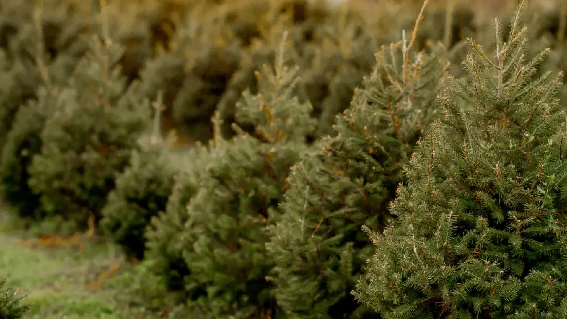 Winter-Row-of-Young-Evergreen-Trees