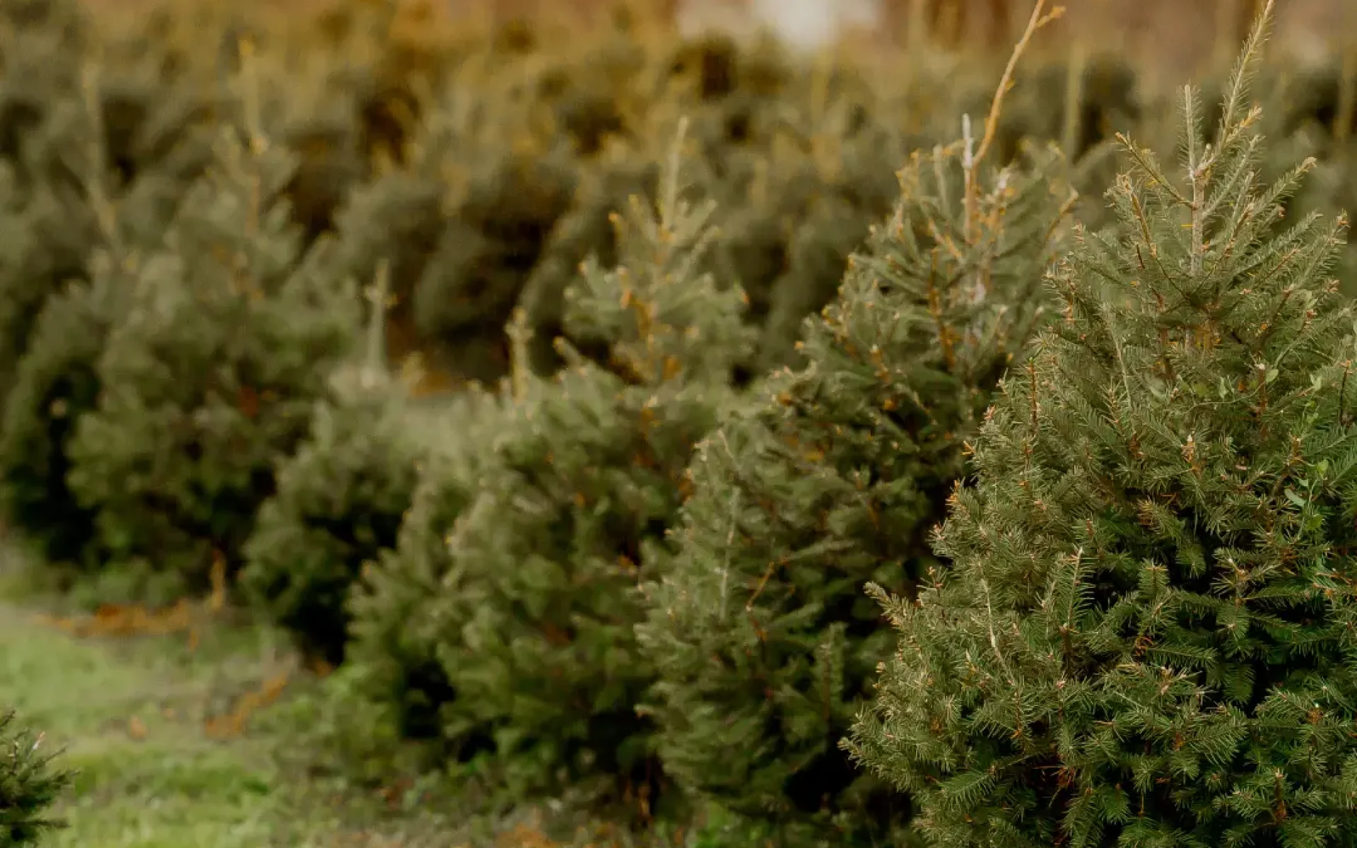 Winter-Row-of-Young-Evergreen-Trees