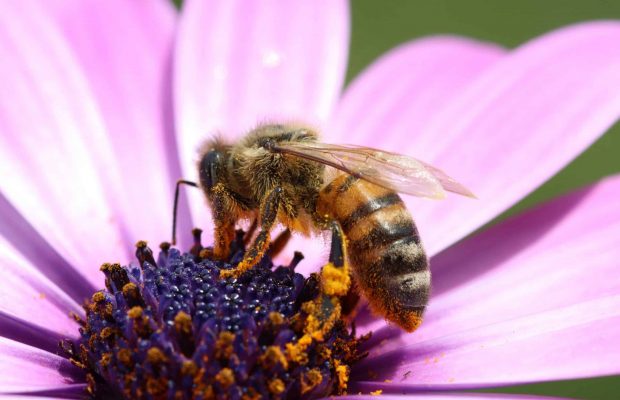bee pollinating a flower