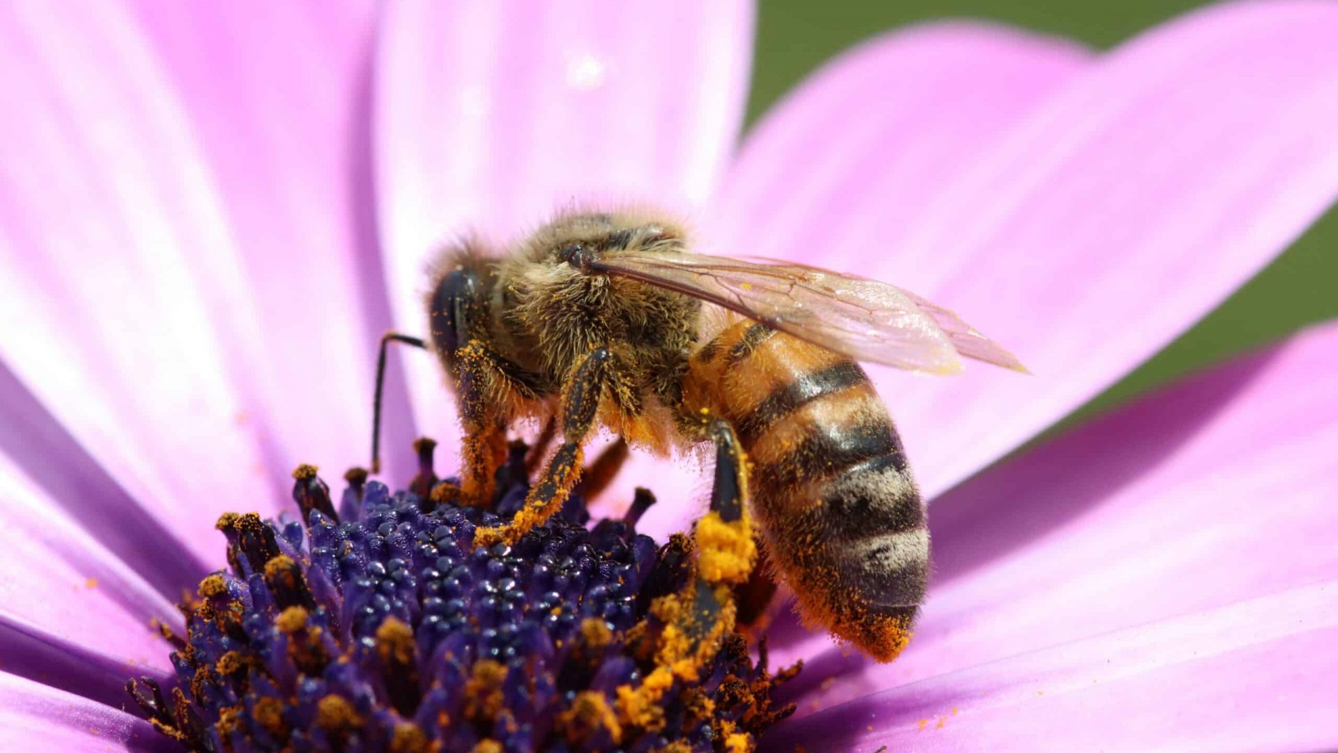 bee pollinating a flower