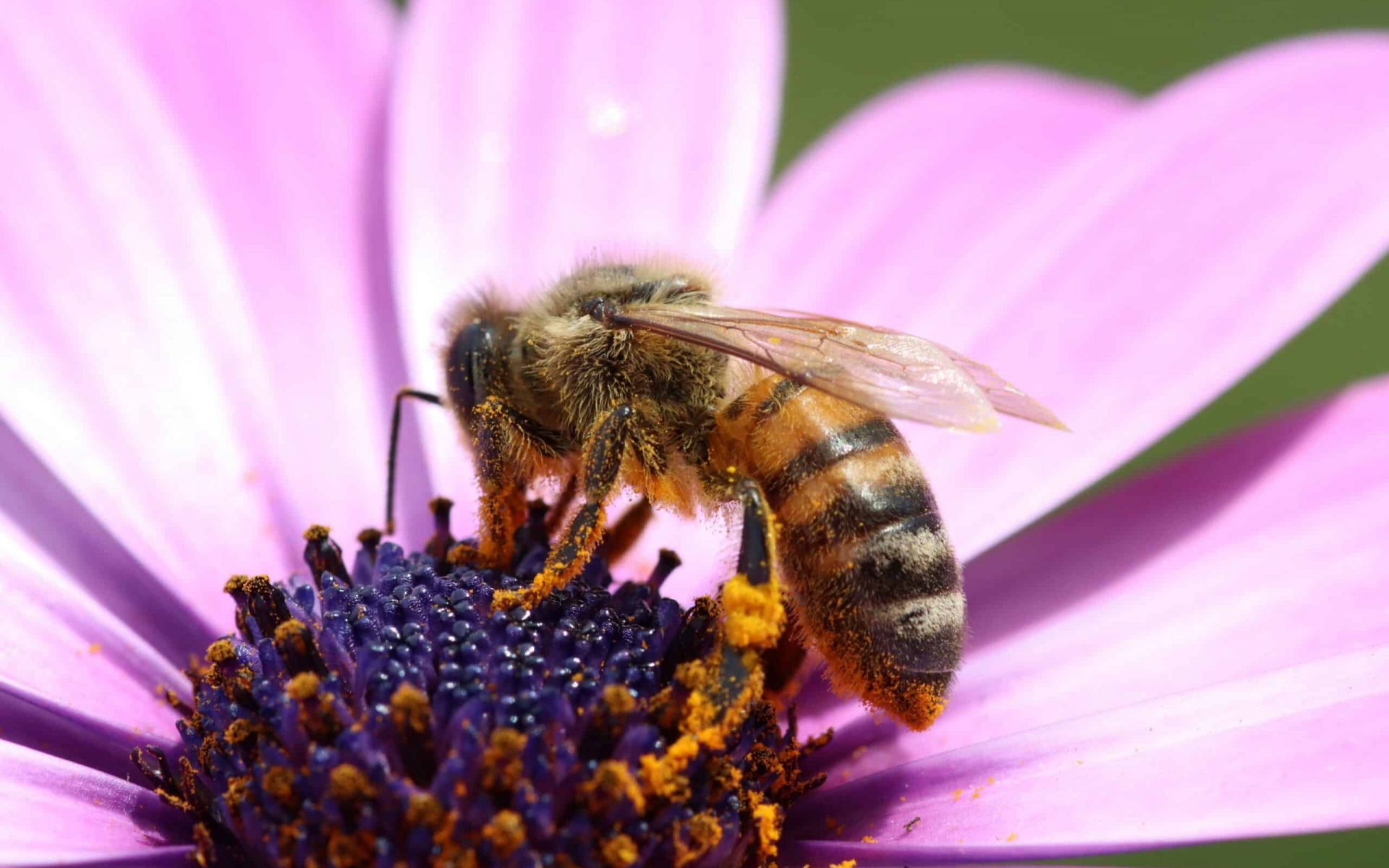 bee pollinating a flower