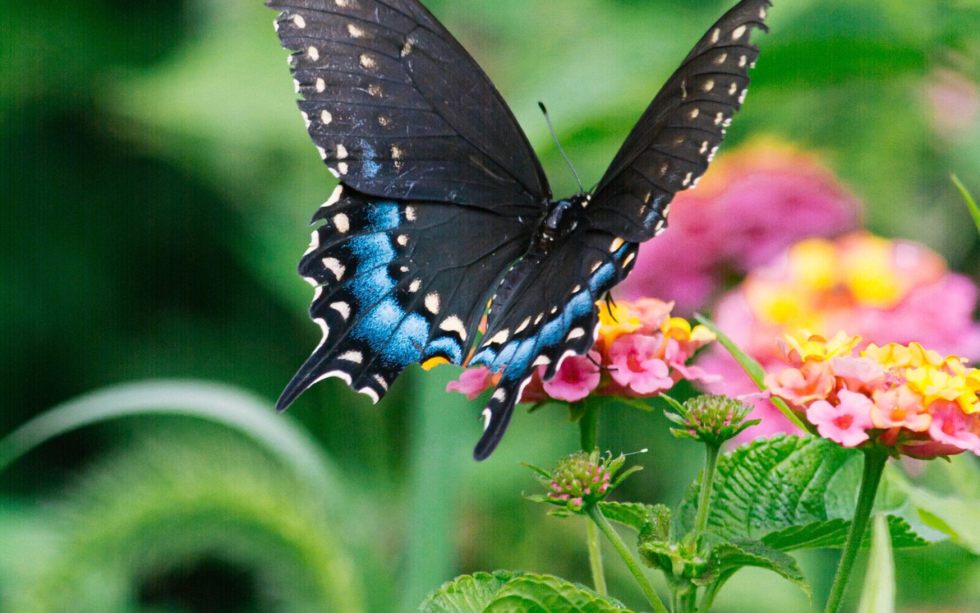 gayatri-malhotra-wNypLh377_o-unsplash
