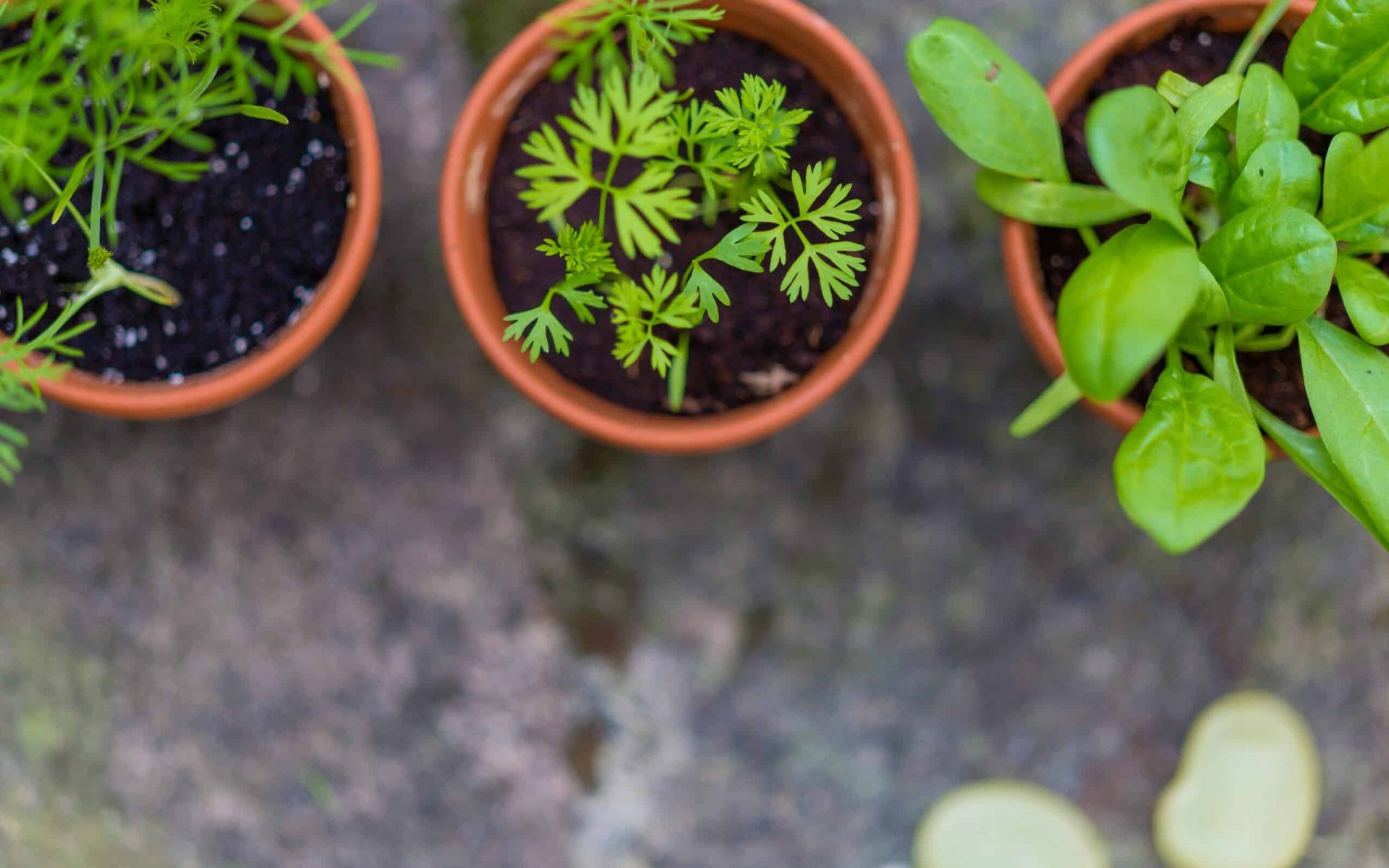 edible gardening