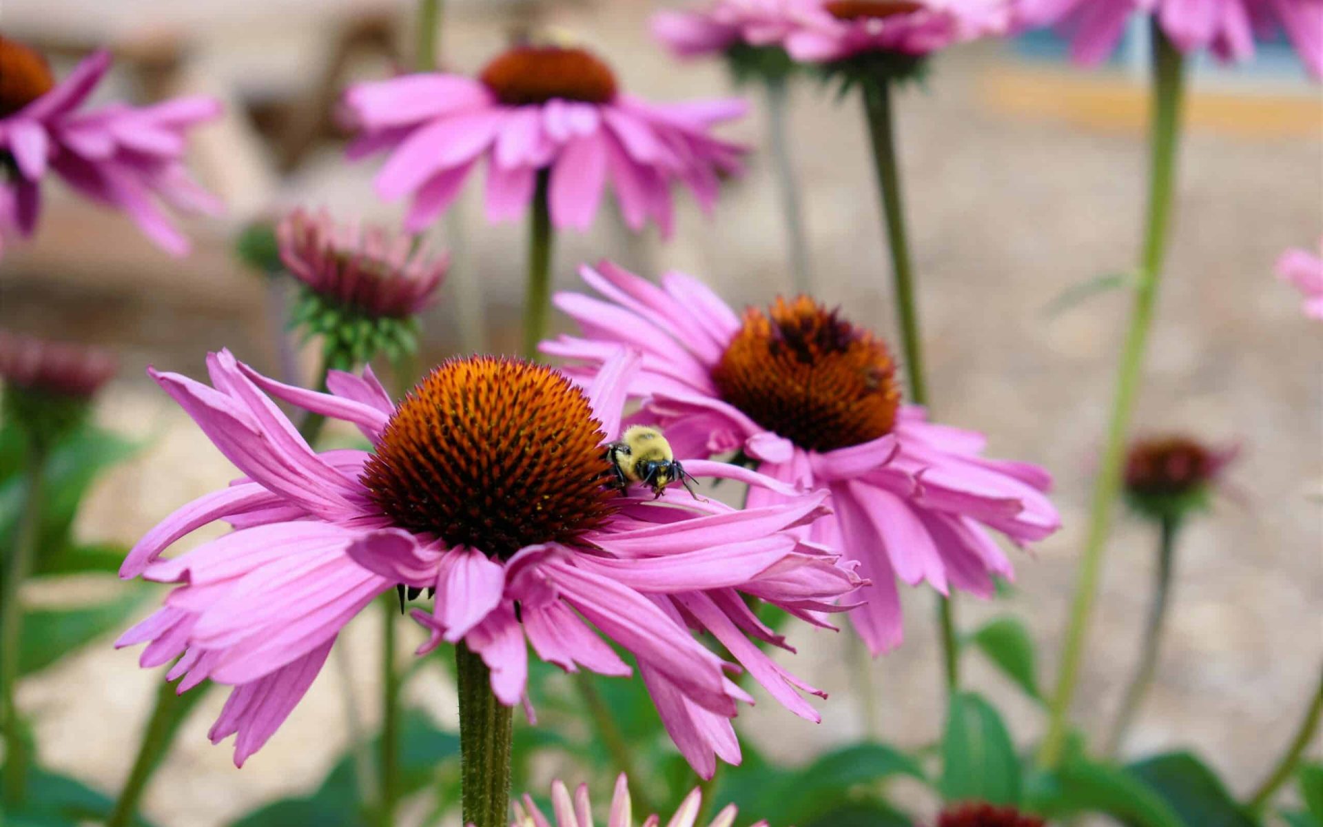 native plants